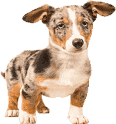 ddos压力在线测试平台